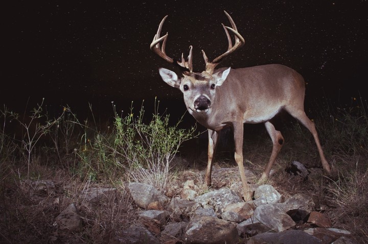 deer