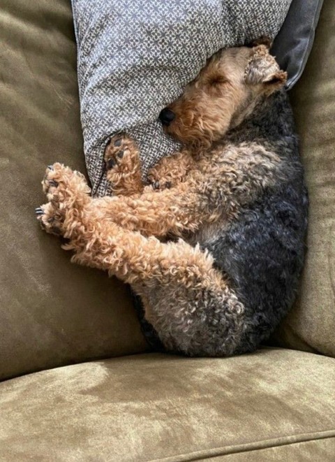Dog