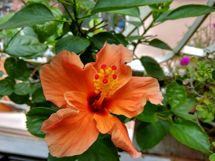 flower