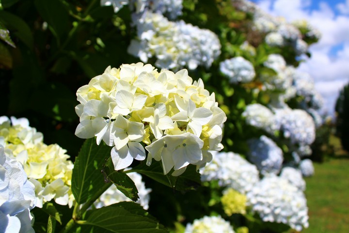 flowers