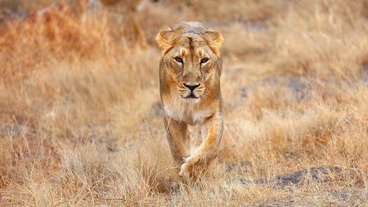 lioness