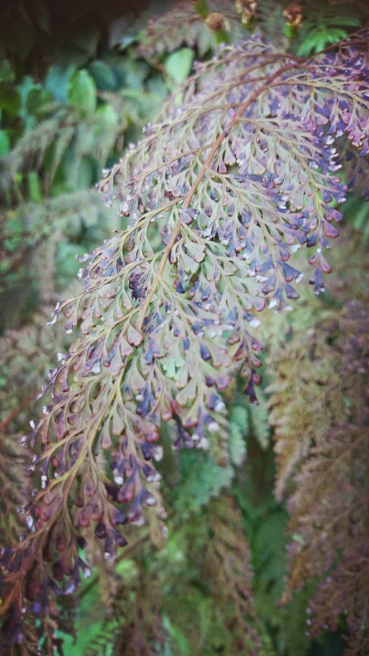 nature