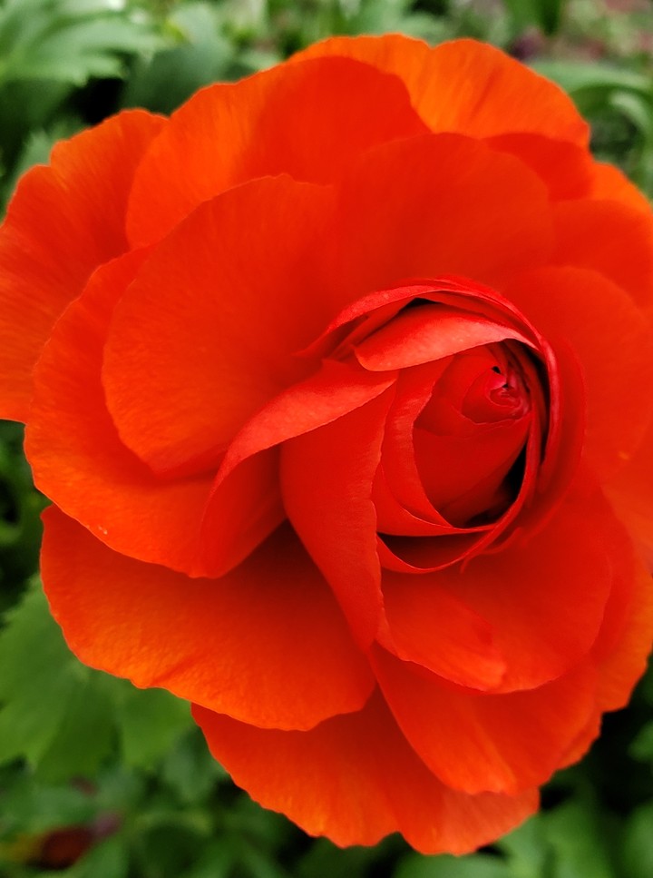 red ranunculus
