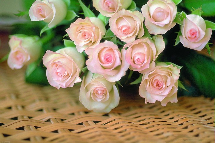 whait rose
