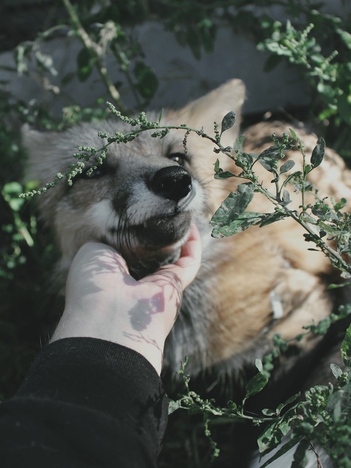 fox