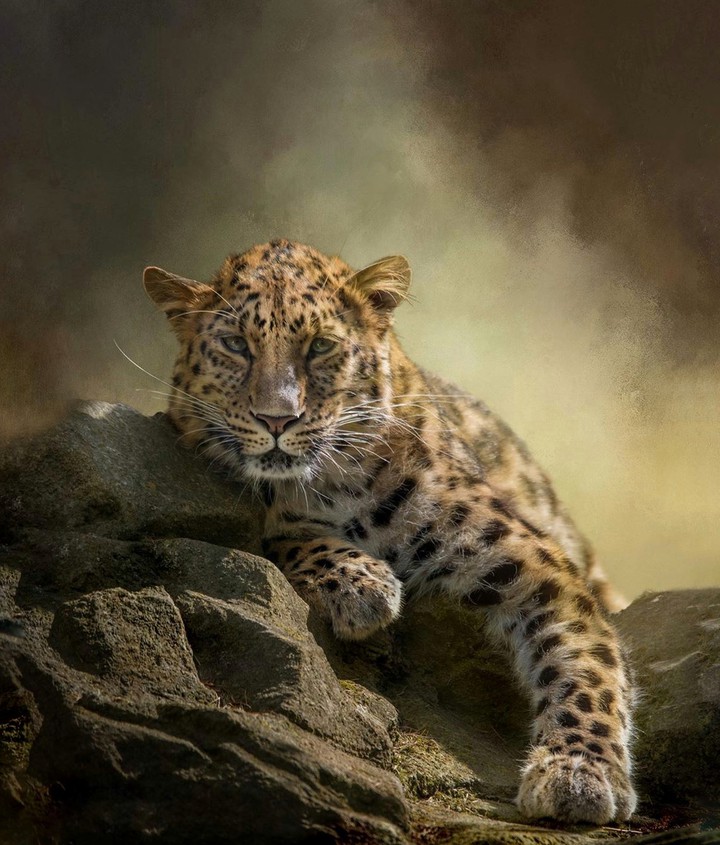 Leopard