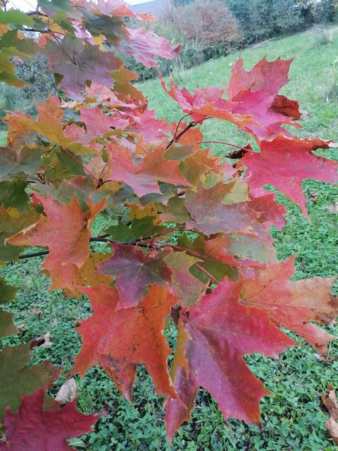 sfondi Autumn, Maple