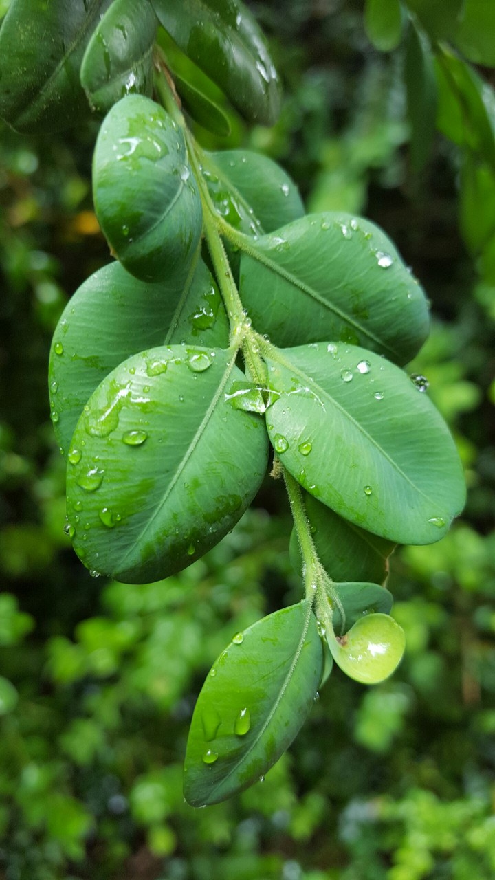 leaf