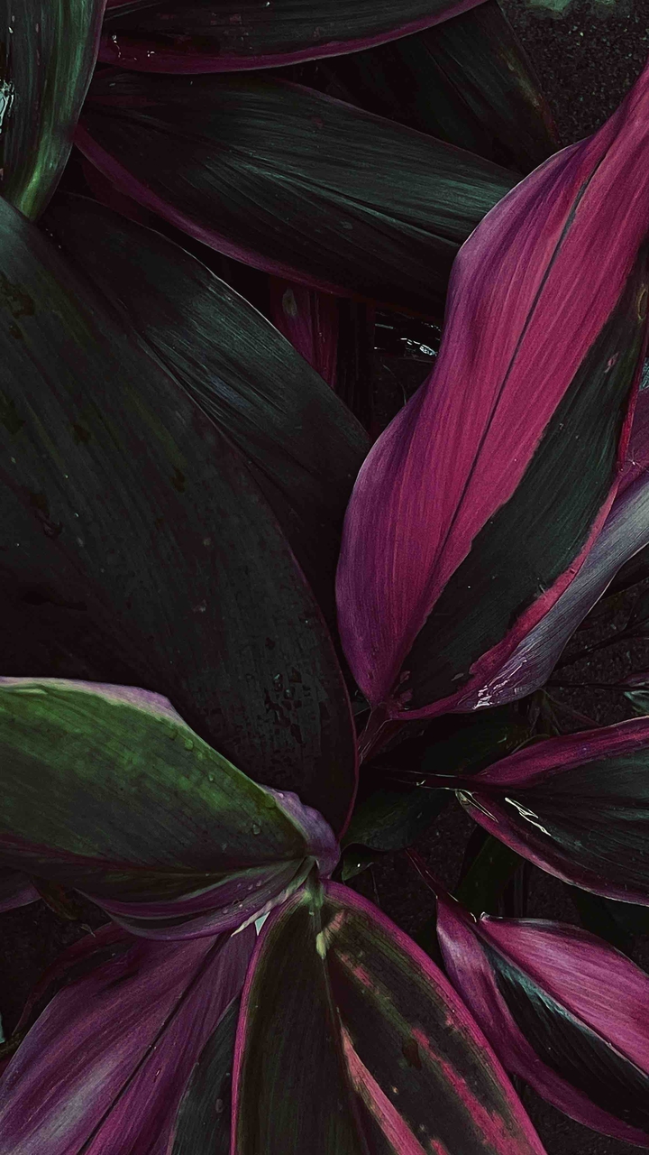 Cordyline