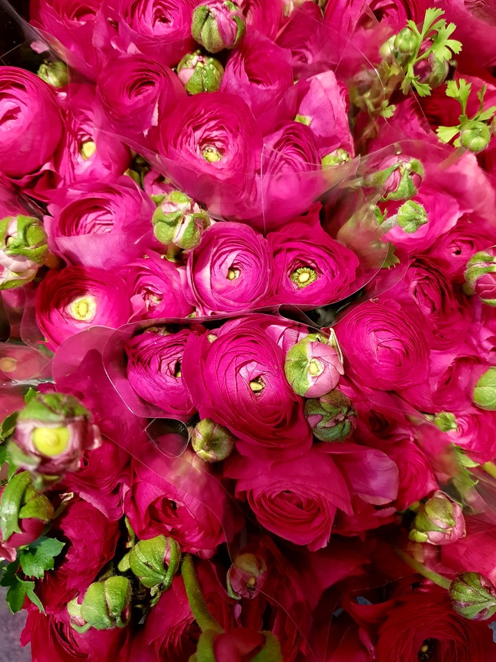 rose pink