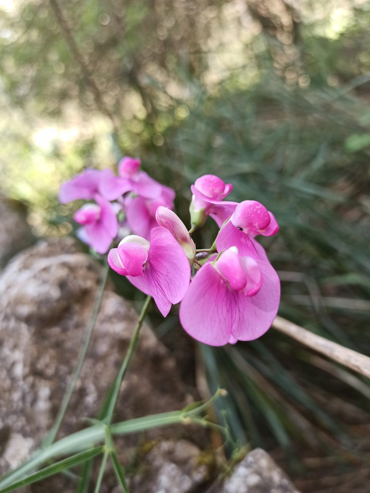 Fiore viola