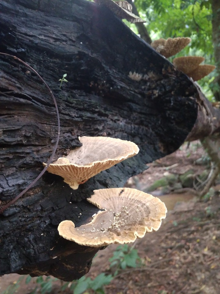 polypores