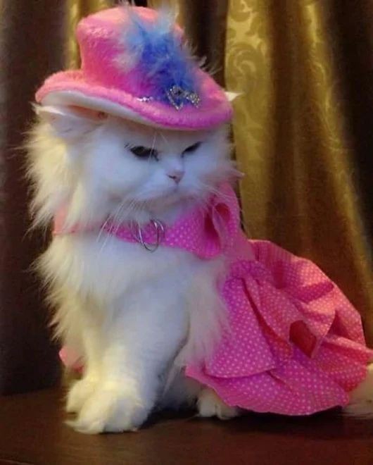 Cat - The Musketeer