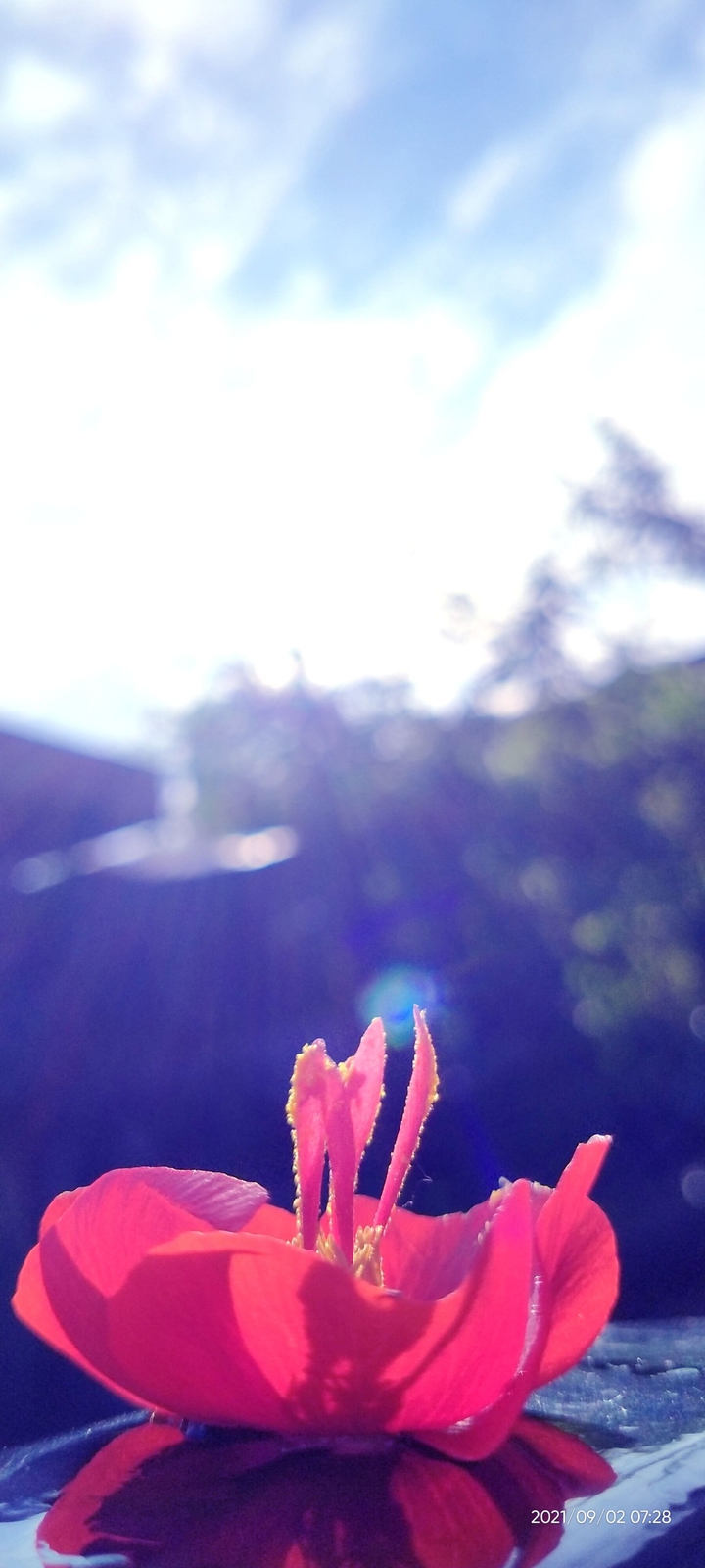 beautiful flowers