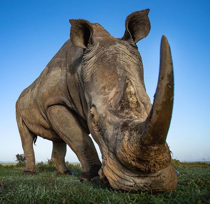 rhino