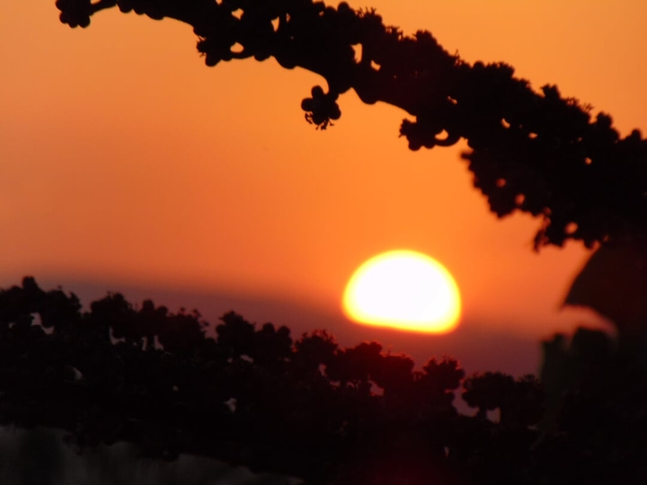 Saharan Summer