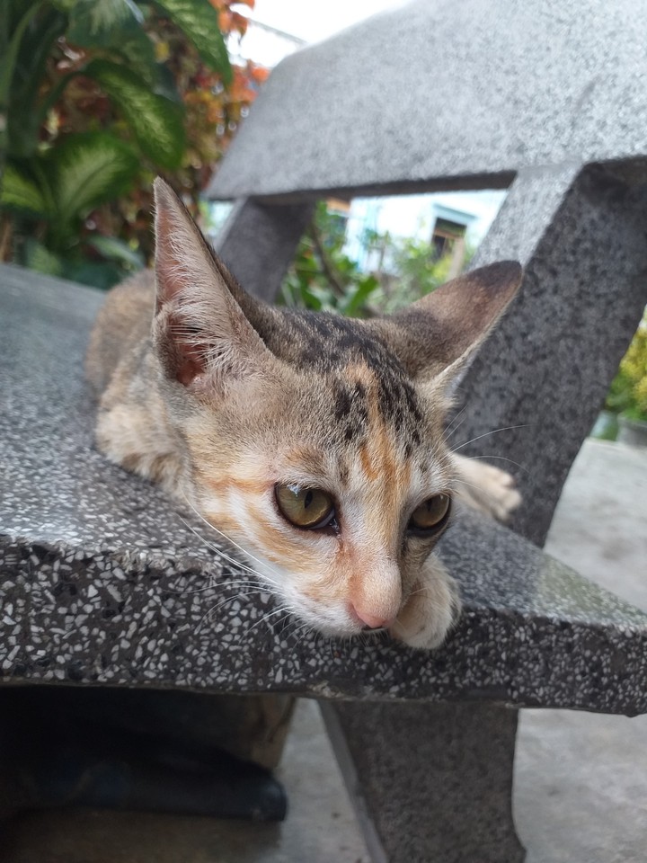 Lovely Cat