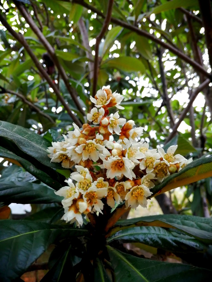 Eriobotrya japonica
