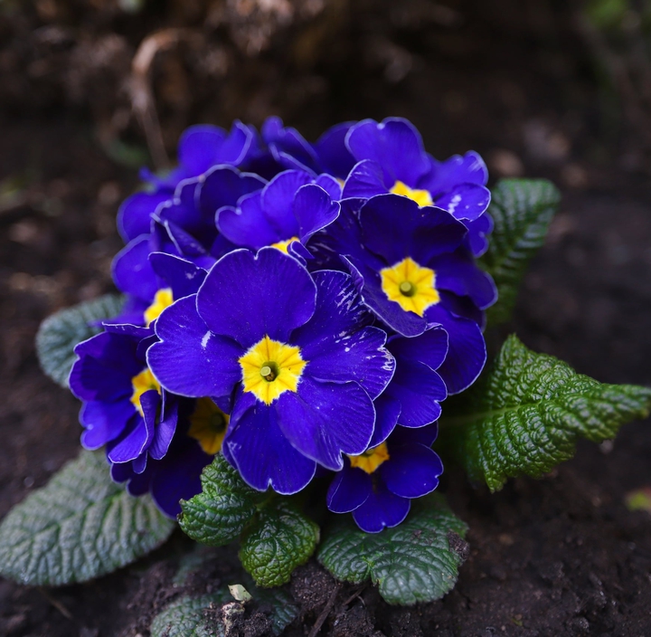 Blue Flower