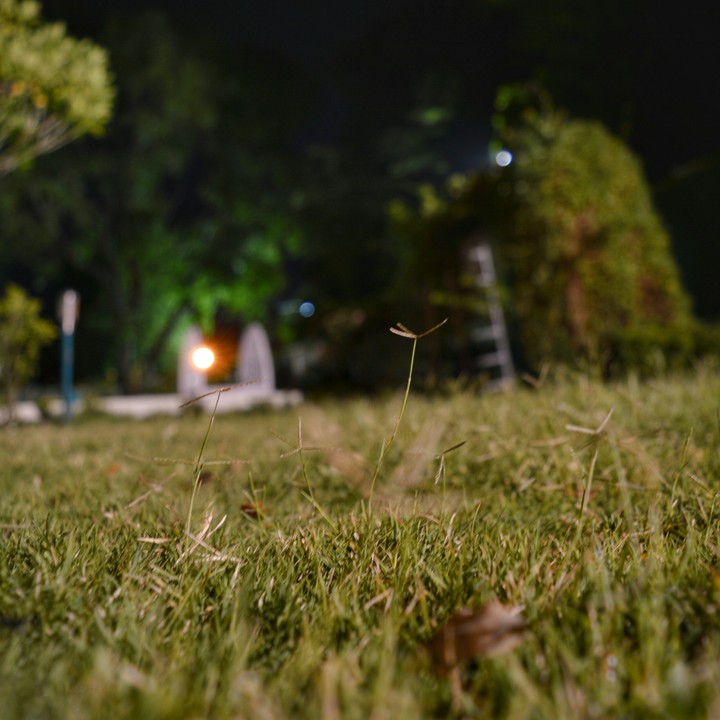 Grass