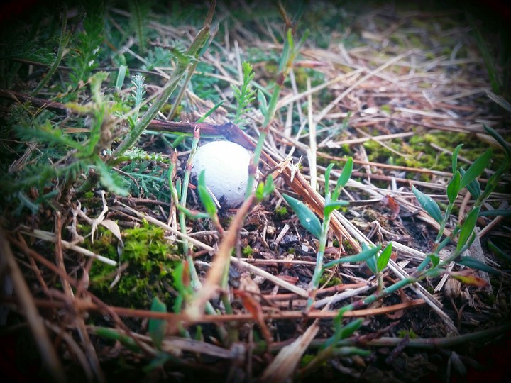 Mushroom