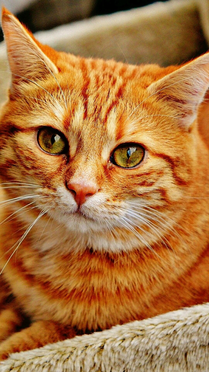 рыжий кот