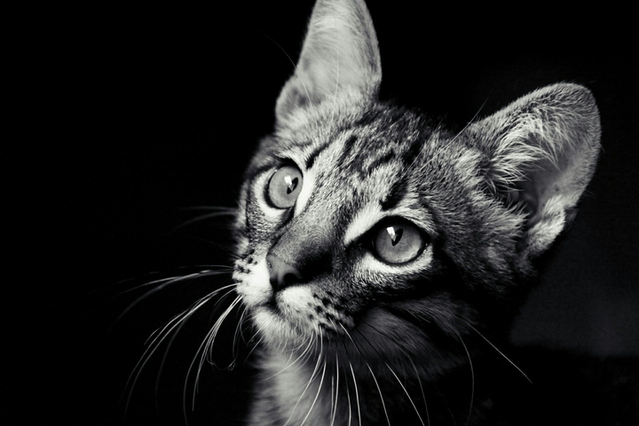 Cat black and white