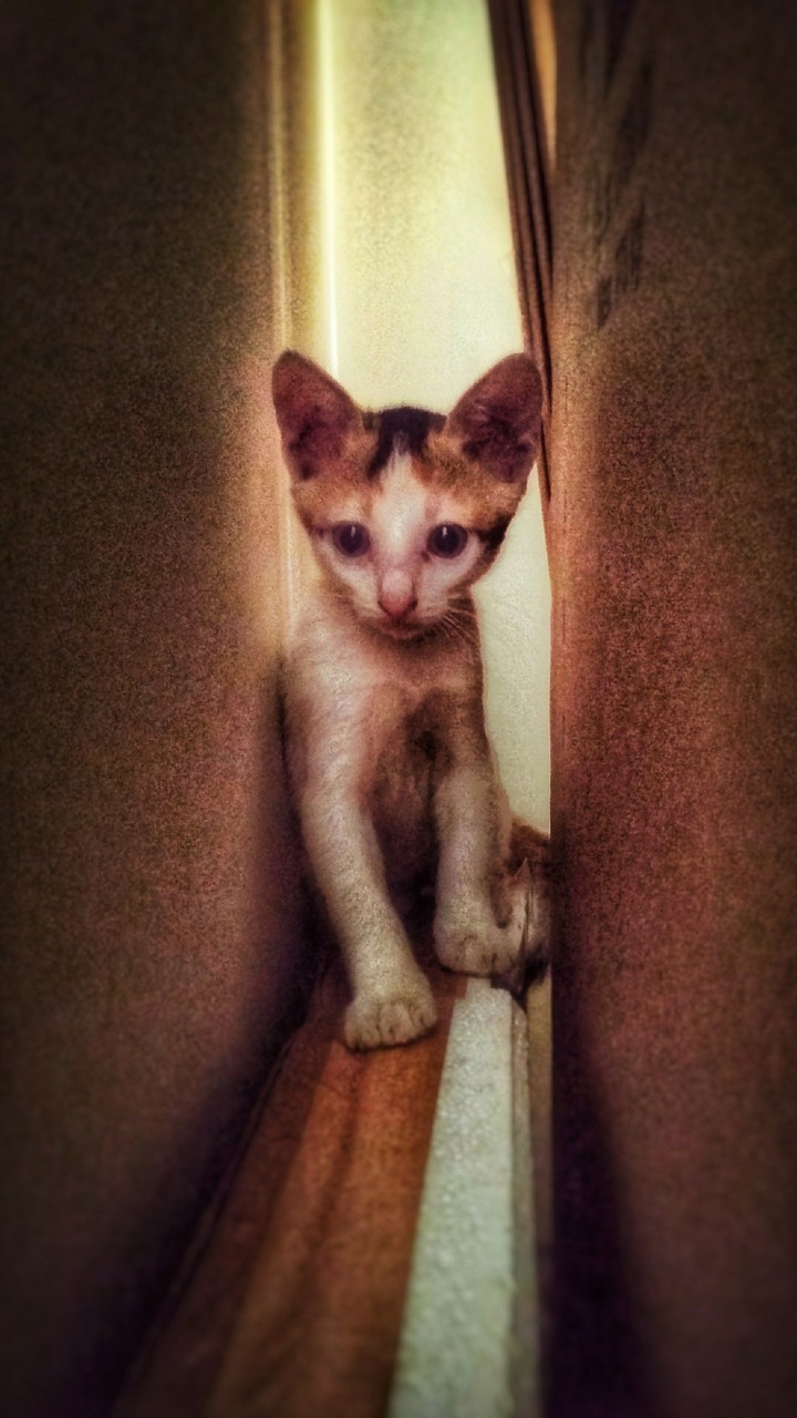 Cute cat