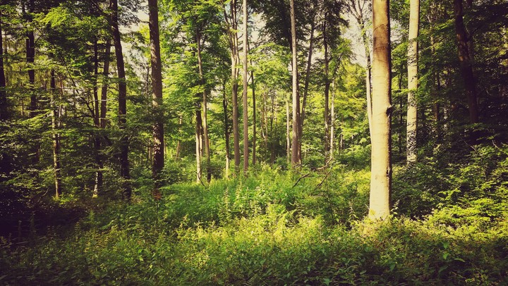 Wald
