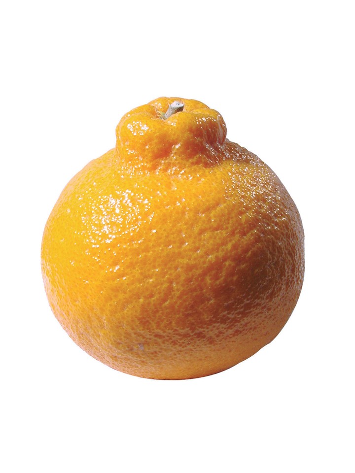 음식이미지