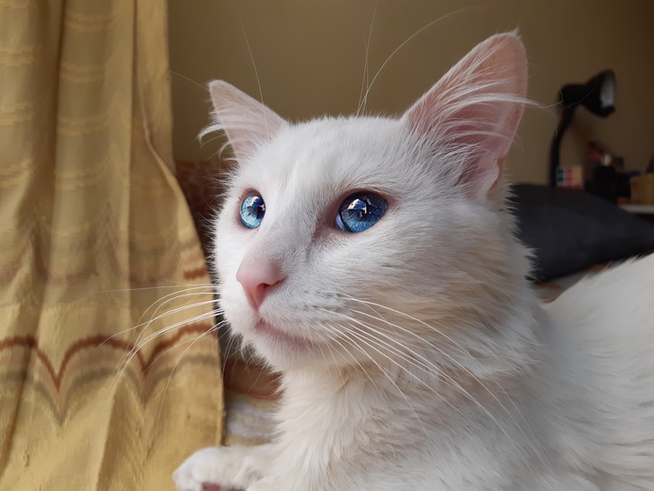Mi Gato