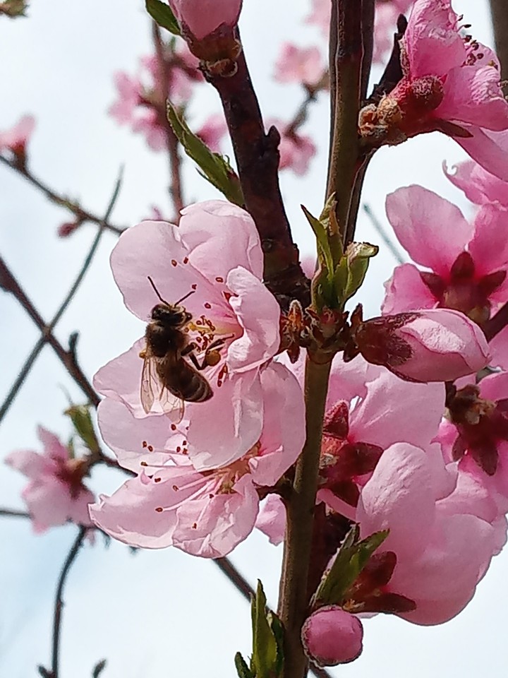 Spring. Nectarine.Bee
