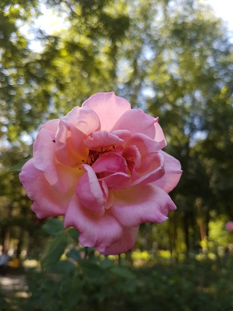 rose