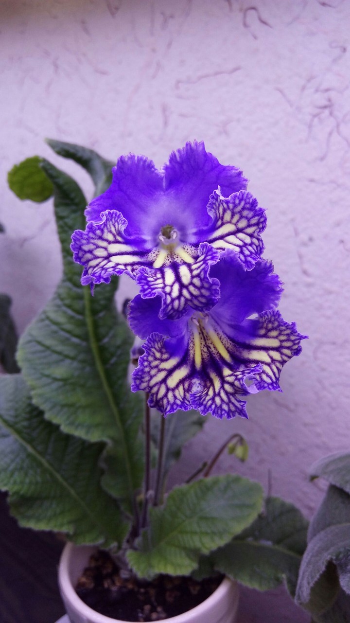 May flower