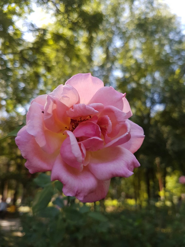 rose