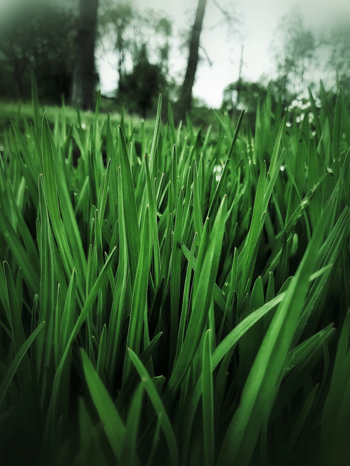 herbe