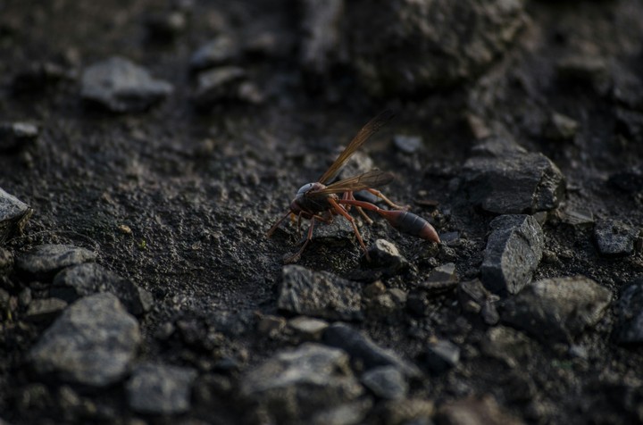 waspy moment.