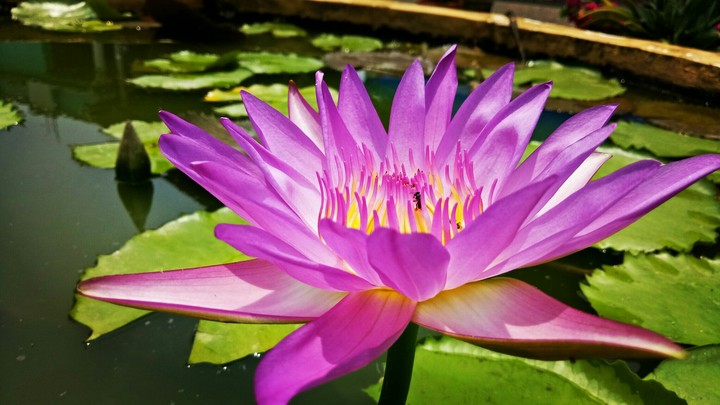 Lotus flower