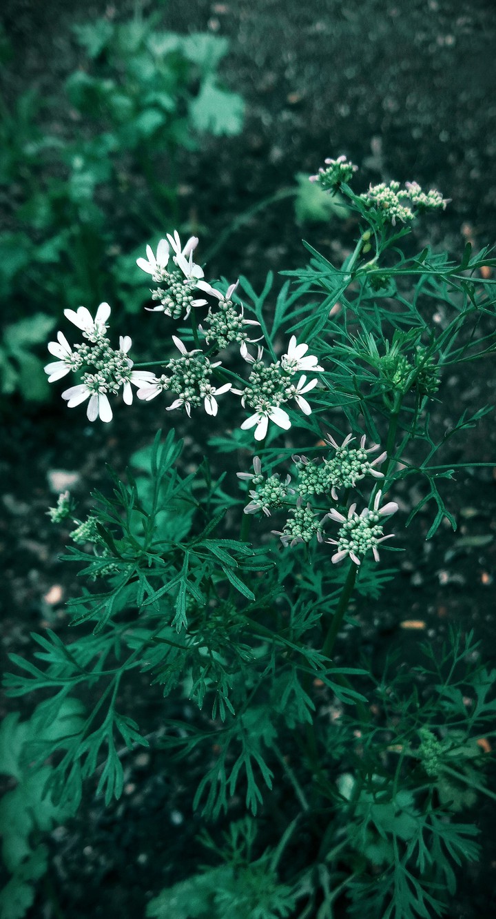 *＊✿✿＊*