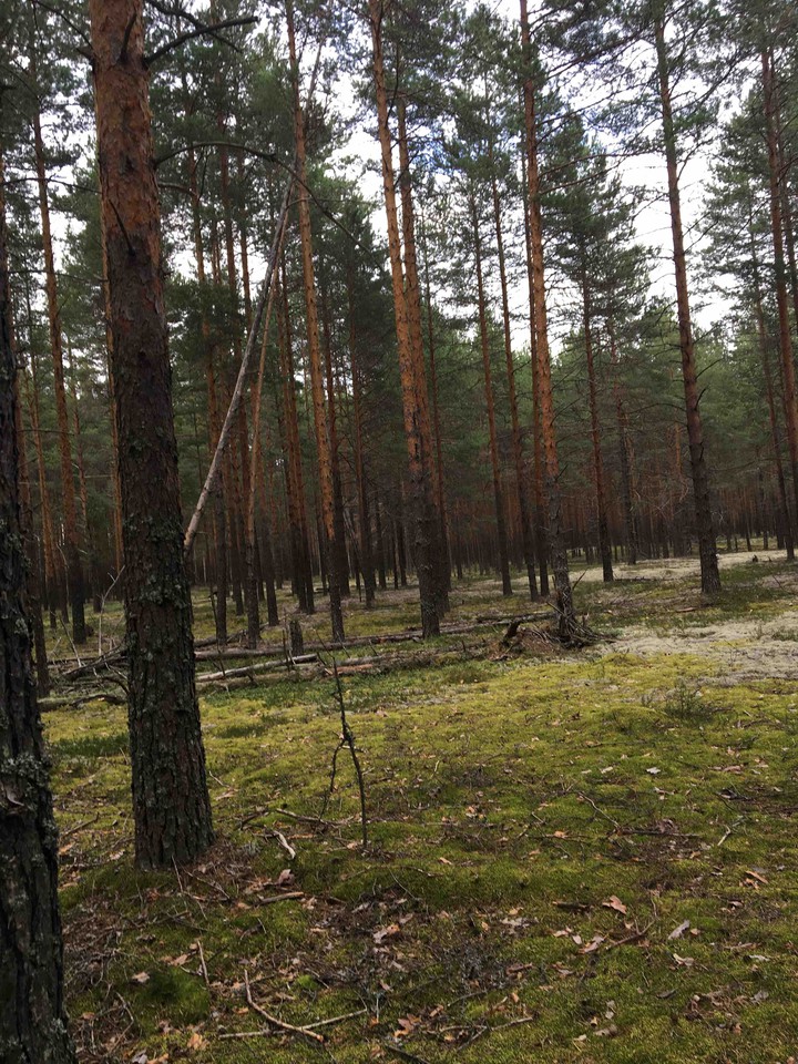 мох и лес лес и мох