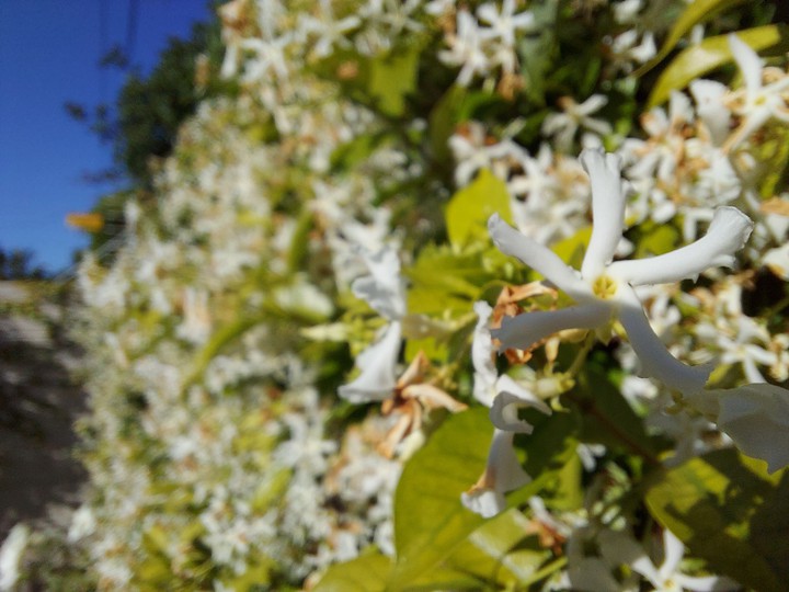 Jasmine