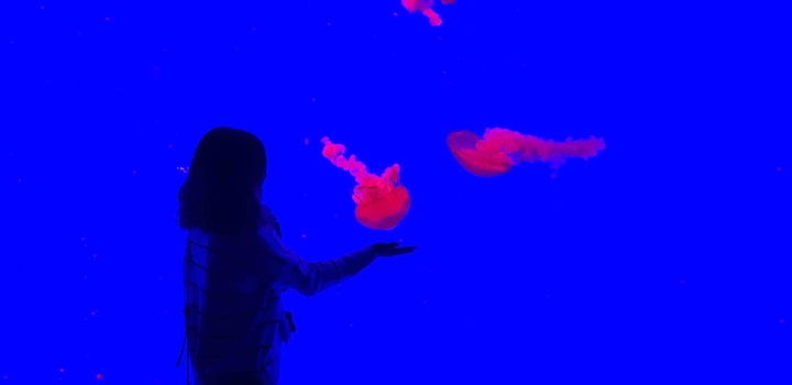 jelly fish