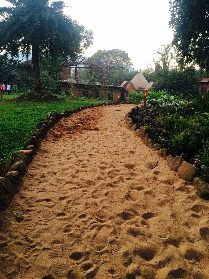 A sandy path way with greens