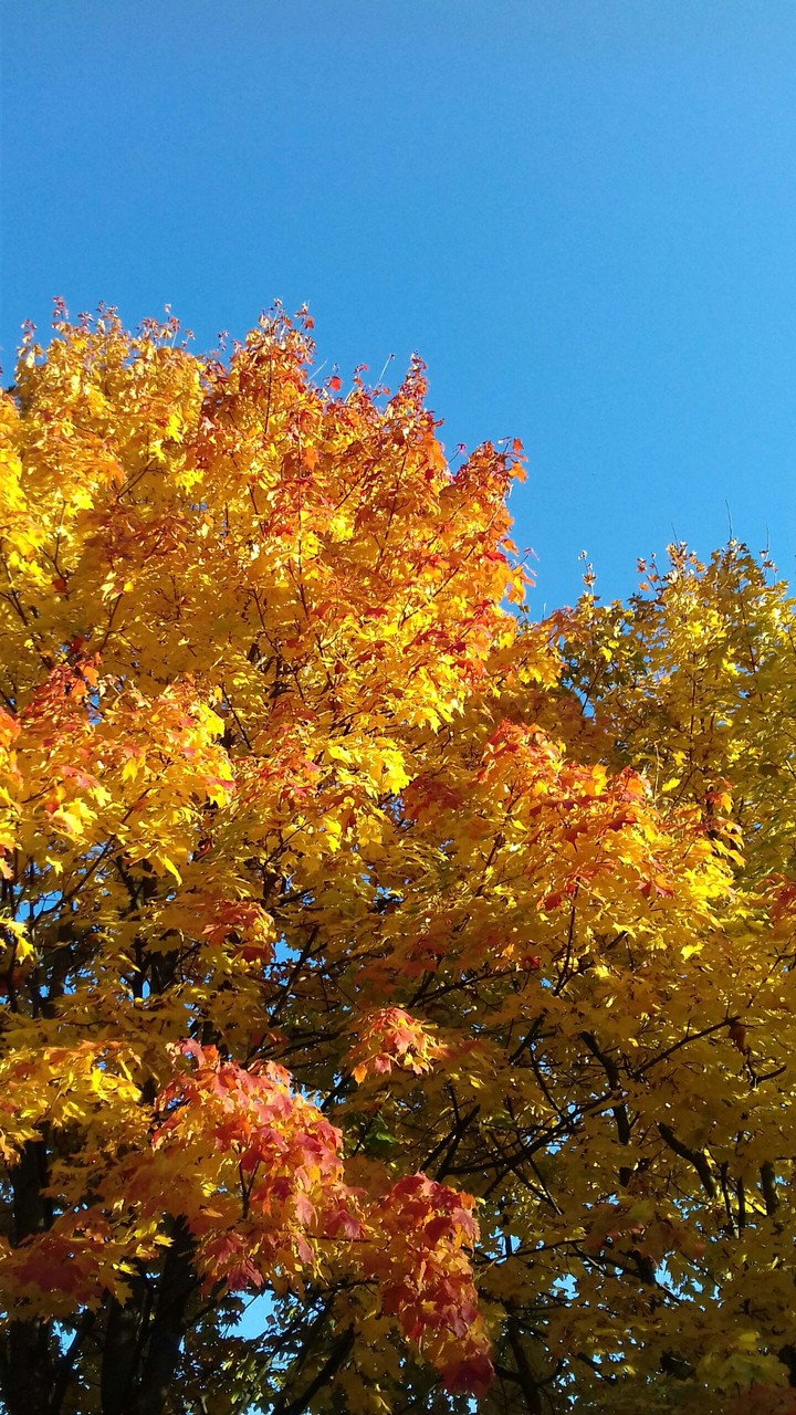 autumn