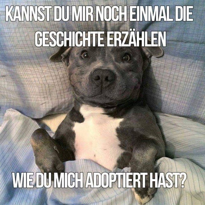 hund