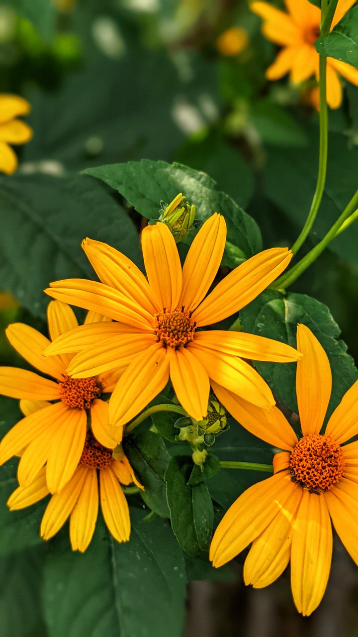 yellow flower