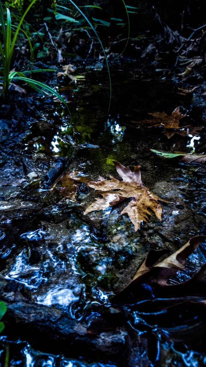 The leaf.
