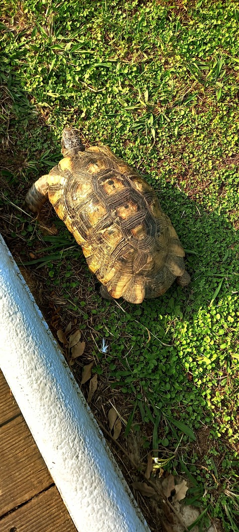 plant, reptile壁纸