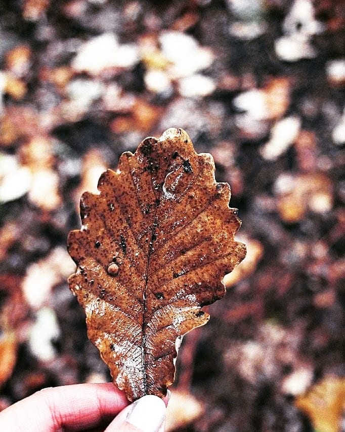 Autumn