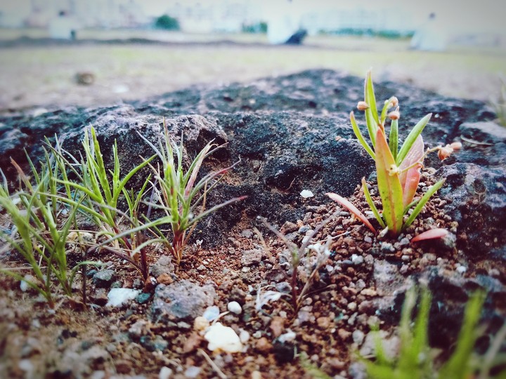 little plant